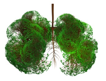Illustration of Abstract silhouette of lungs made of trees with green leaves on white background. Air purification