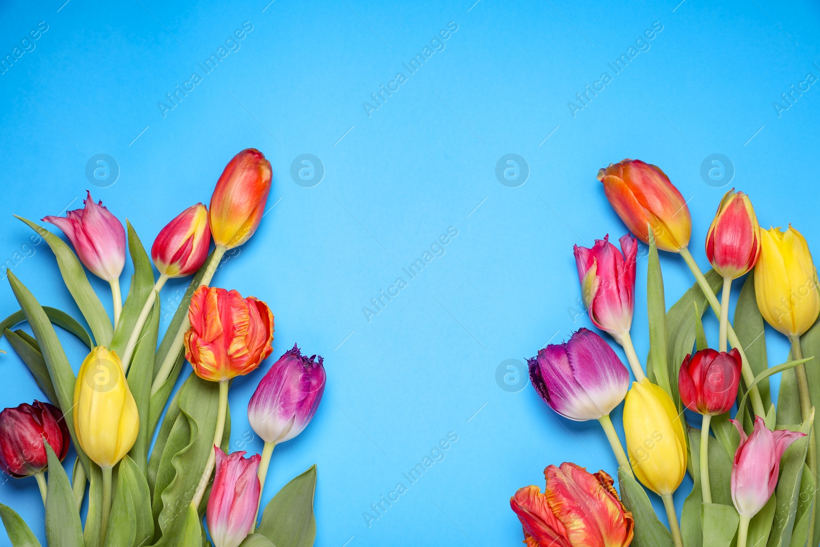 Photo of Beautiful colorful tulip flowers on light blue background, flat lay. Space for text
