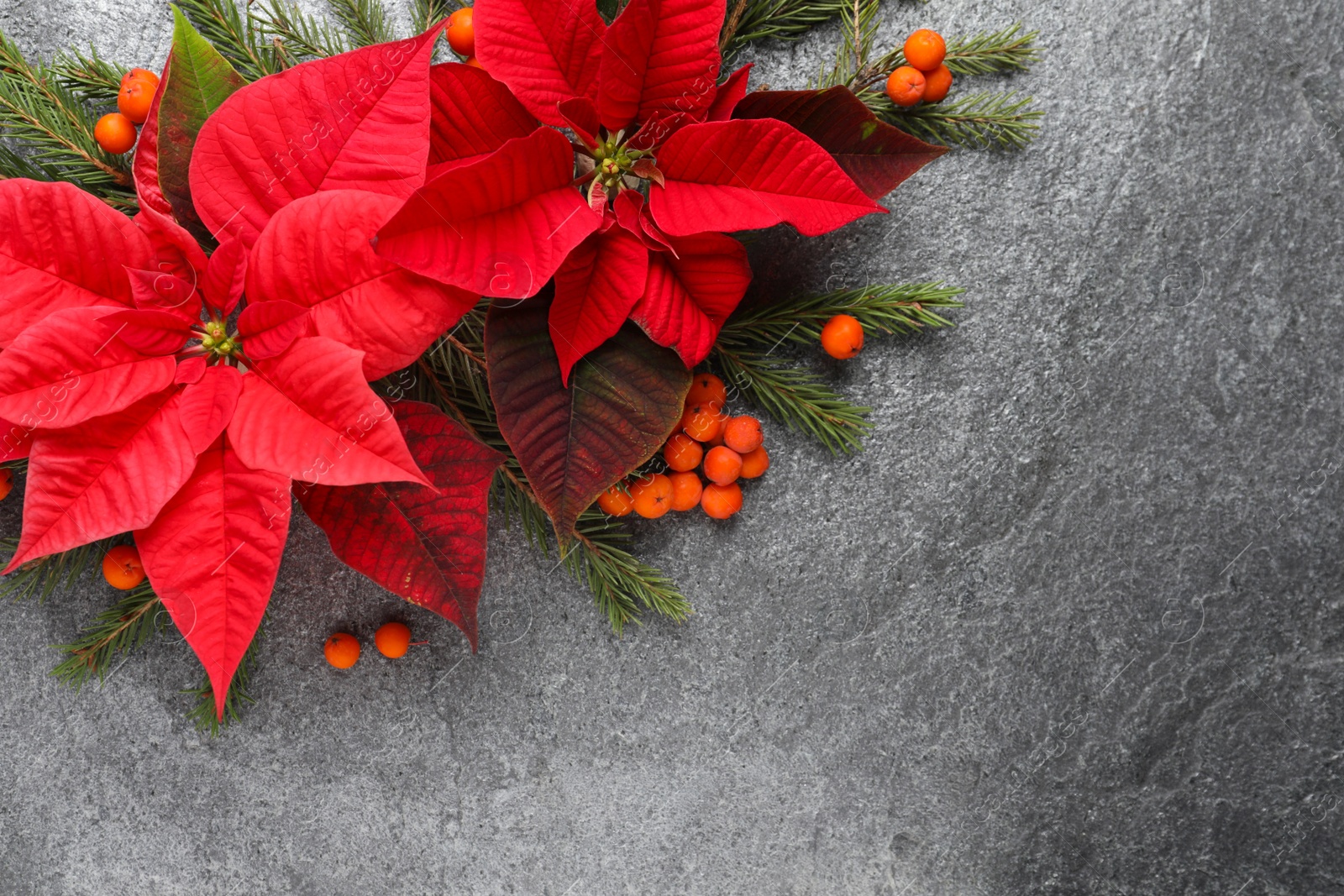 Photo of Flat lay composition with beautiful poinsettia on grey background, space for text. Christmas traditional flower