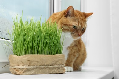 Photo of Cute ginger cat near green grass on windowsill indoors