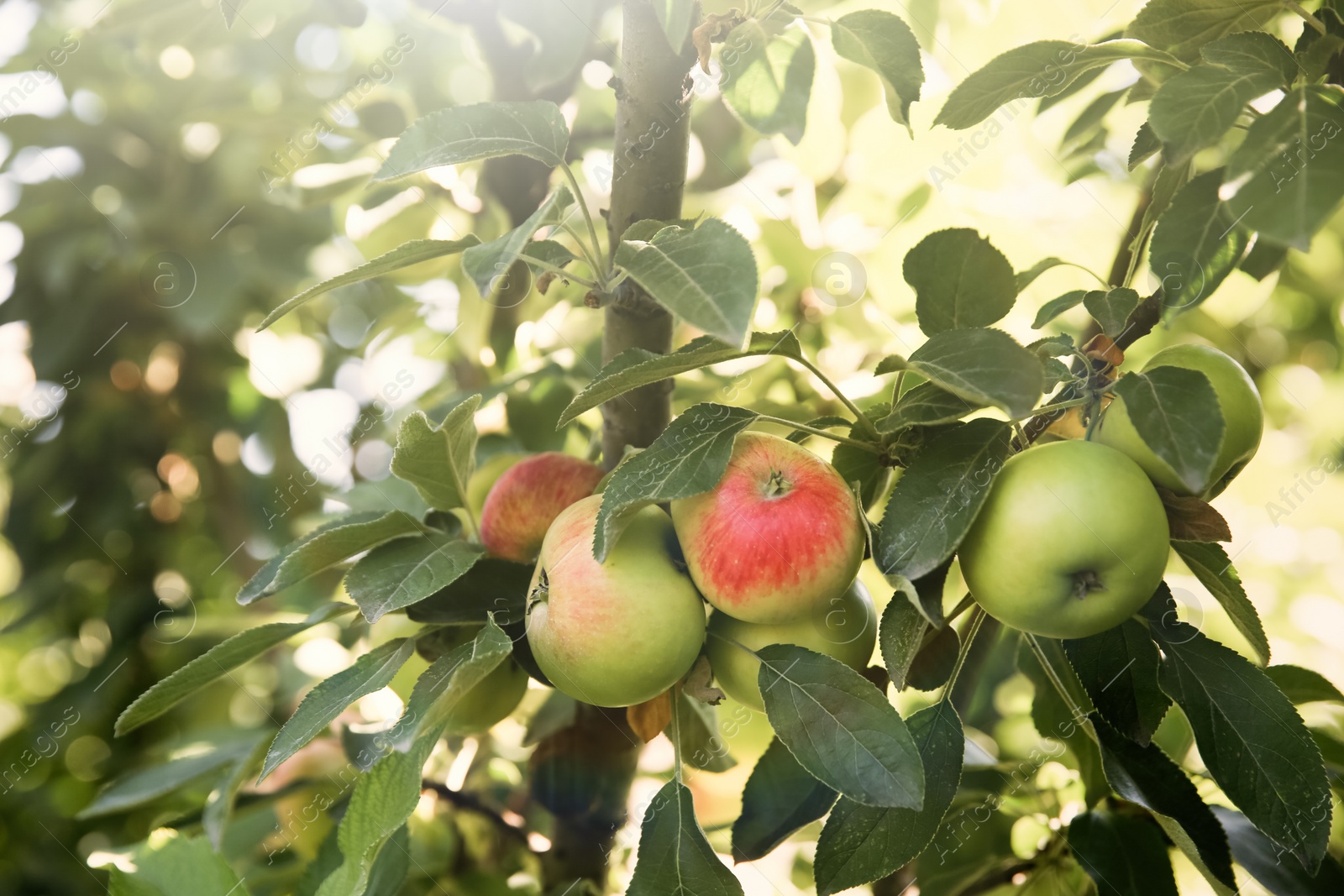 Photo of Many ripe apples on tree branch outdoors