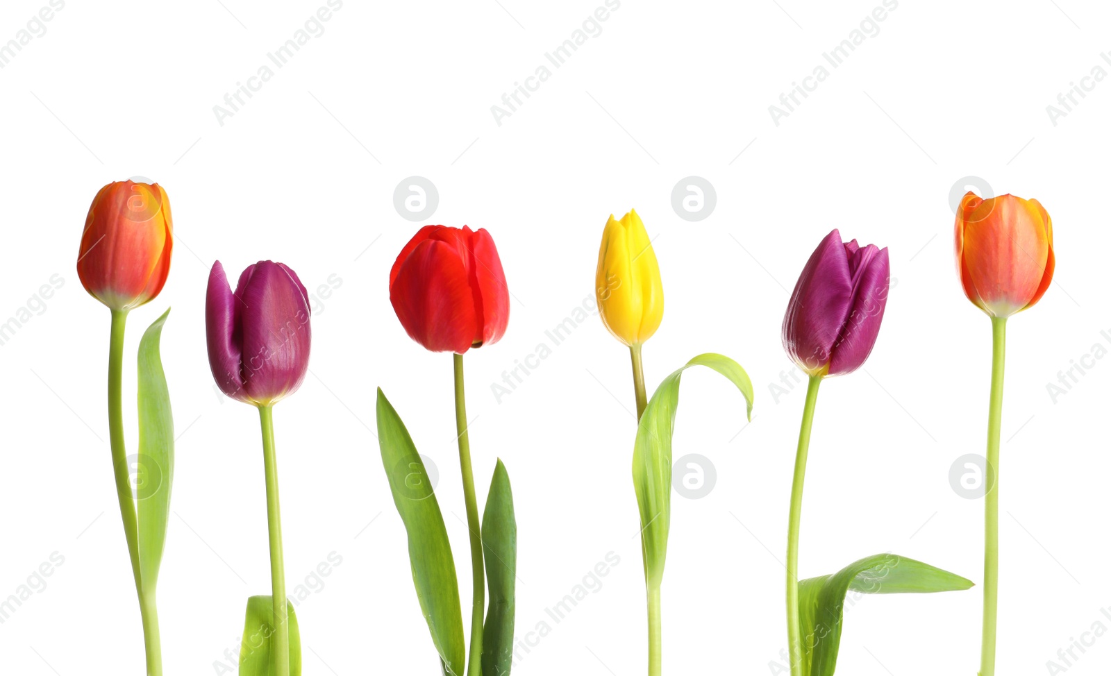 Photo of Beautiful bright tulips on white background. Spring flowers