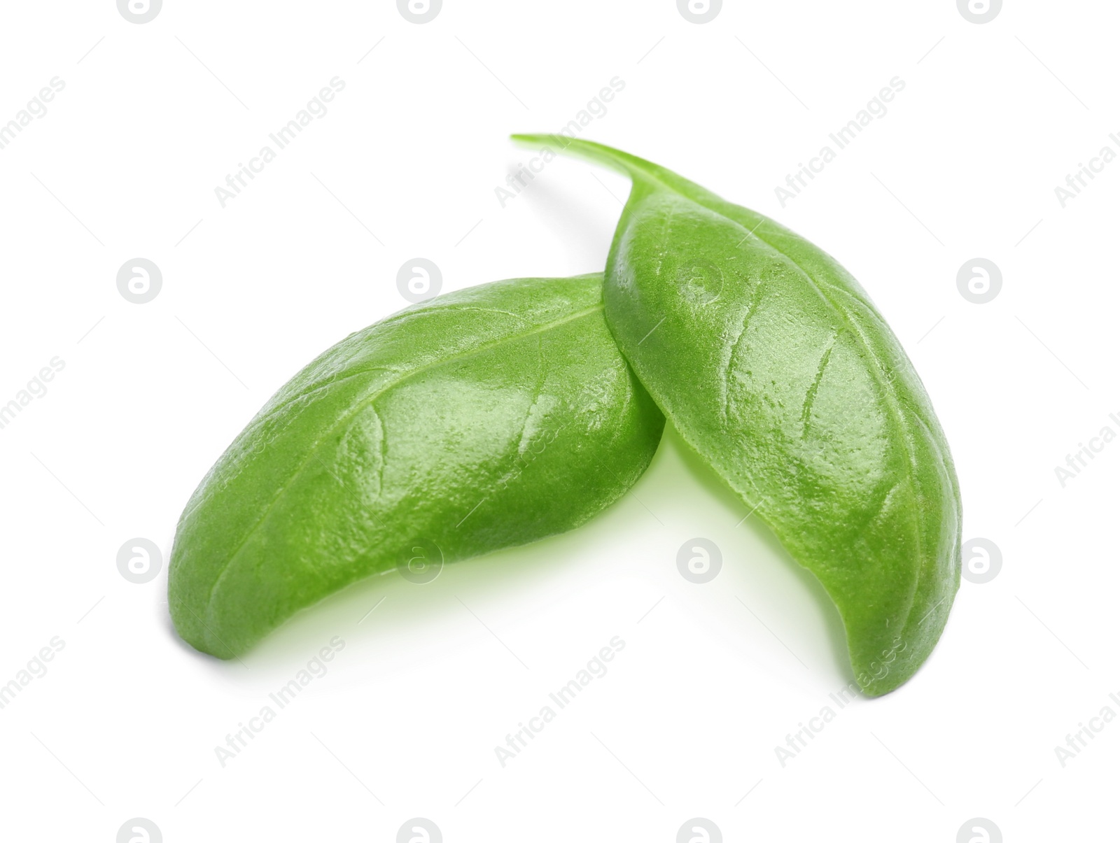 Photo of Fresh green basil leaves on white background