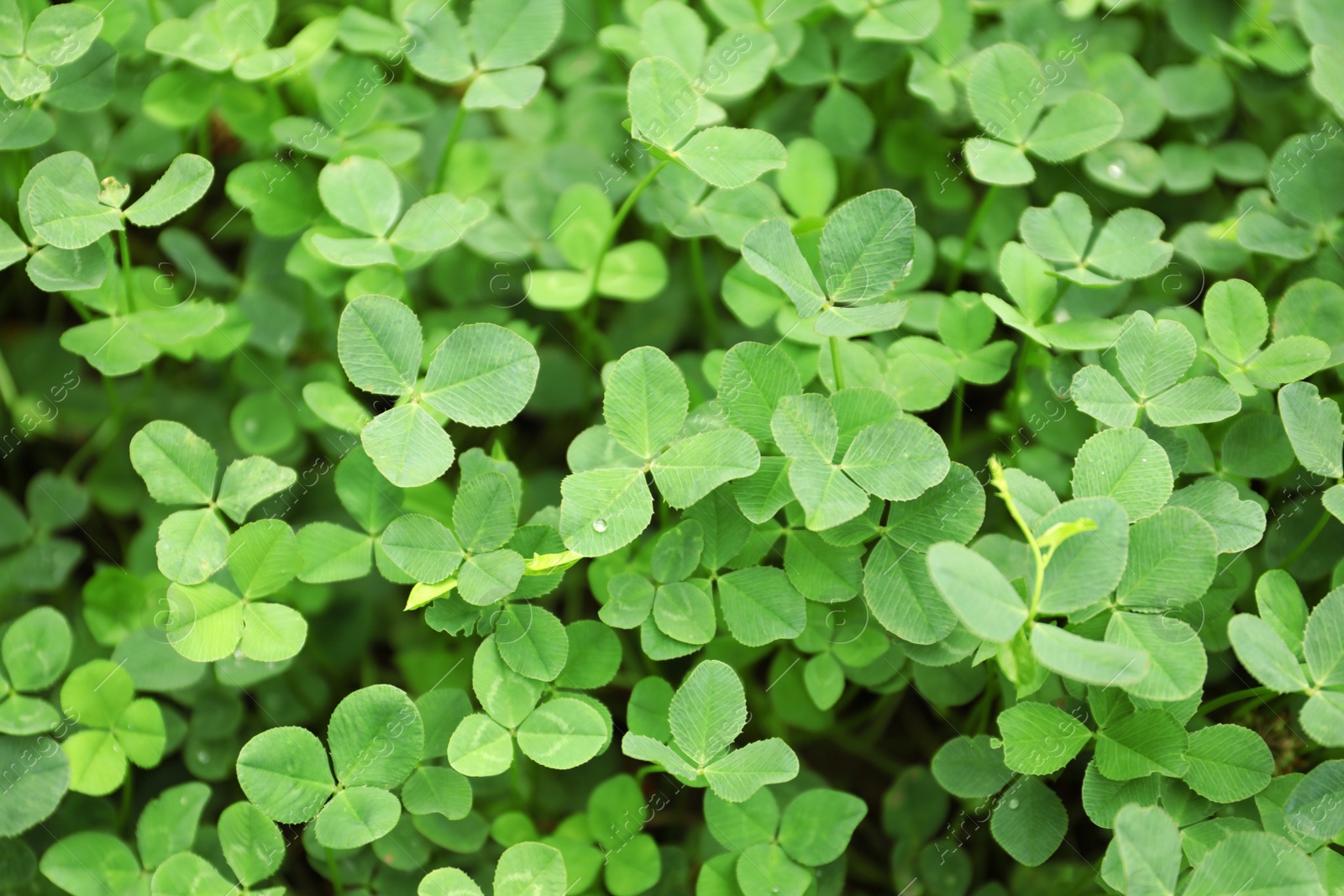 Photo of Green clover leaves as background