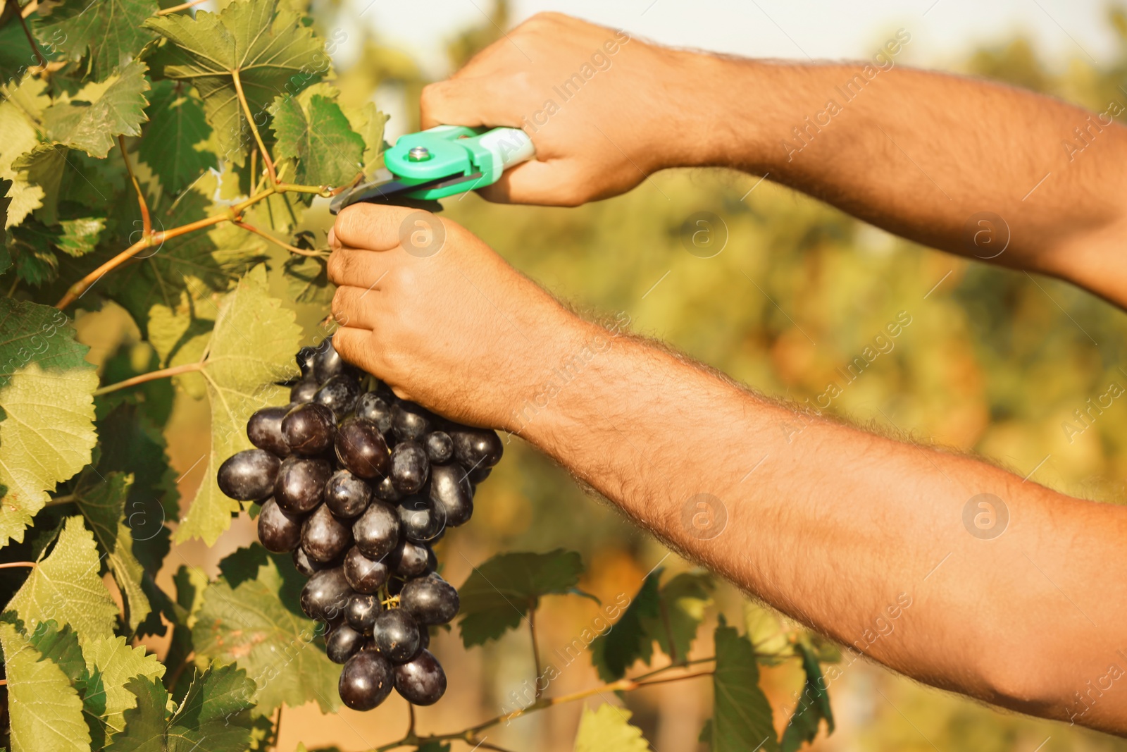 Photo of Man cutting bunch of fresh ripe juicy grapes with pruner, closeup