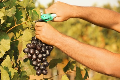 Photo of Man cutting bunch of fresh ripe juicy grapes with pruner, closeup