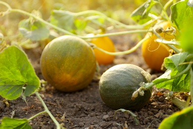 Fresh juicy melons growing in field on sunny day