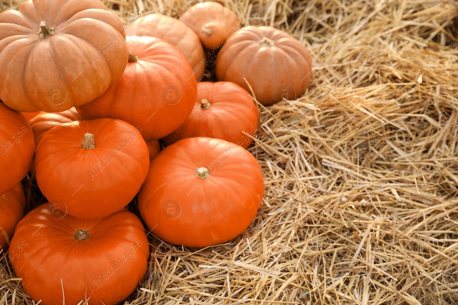 Photo of Ripe orange pumpkins among straw in field