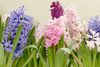 Photo of Beautiful spring hyacinth flowers on color background, closeup