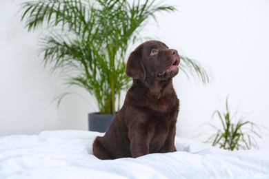 Photo of Cute Labrador retriever puppy on bed at home. Friendly dog