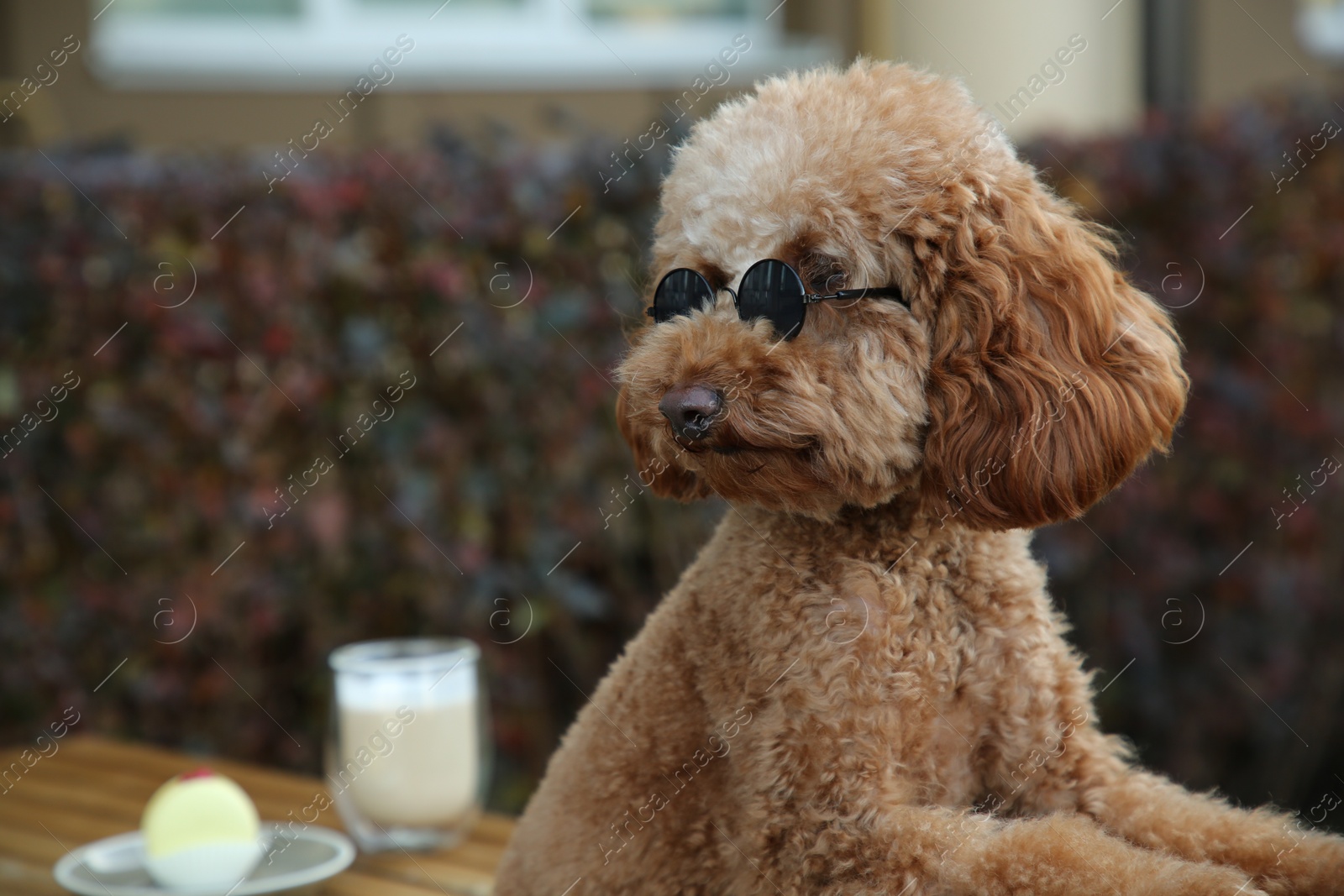 Photo of Cute fluffy dog with sunglasses resting in outdoor cafe. Space for text