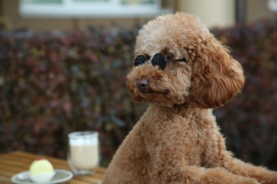 Photo of Cute fluffy dog with sunglasses resting in outdoor cafe. Space for text