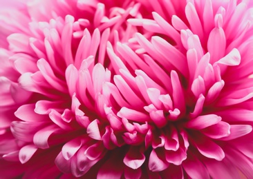 Photo of Beautiful pink aster as background, closeup. Autumn flower