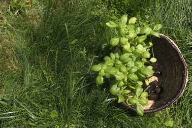 Photo of Wicker basket with seedlings on green grass, top view. Space for text