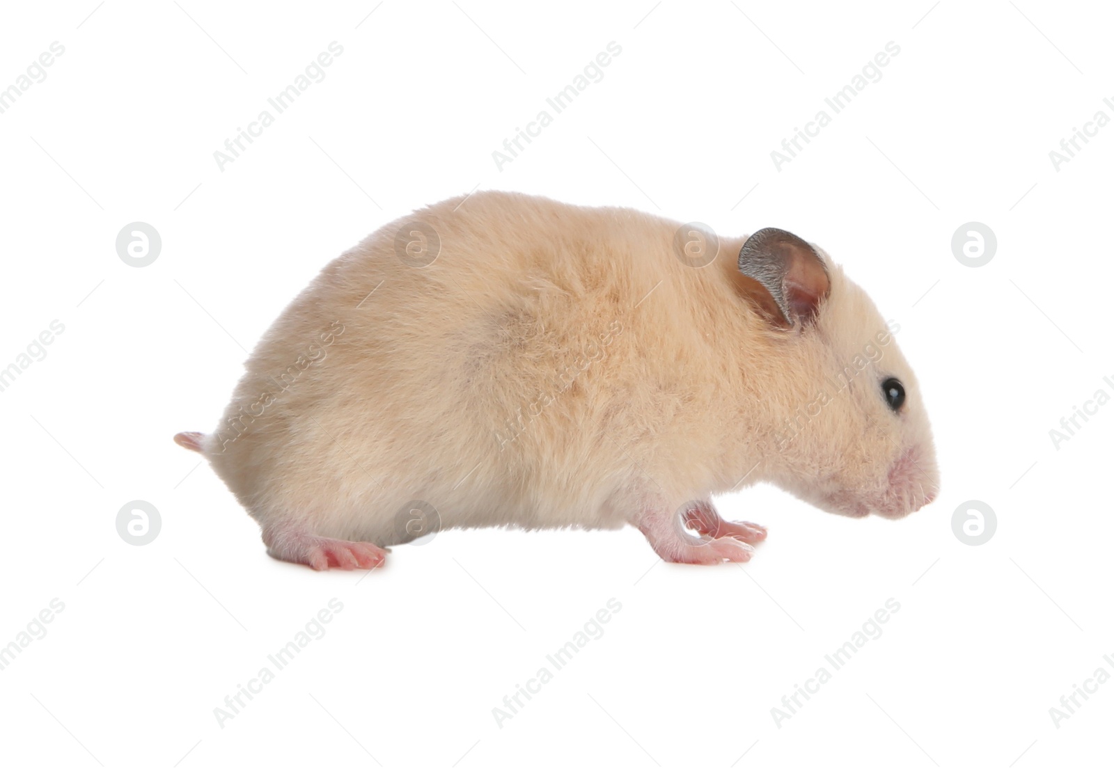 Photo of Adorable Syrian hamster on white background. Small pet