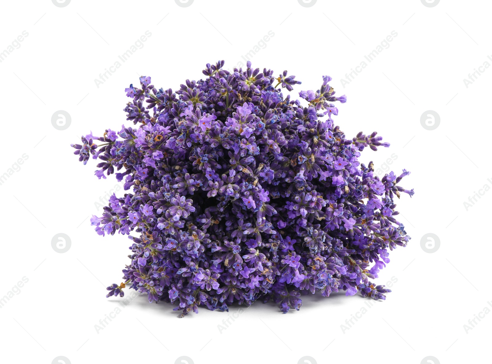 Photo of Beautiful blooming lavender flowers on white background