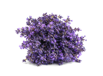 Beautiful blooming lavender flowers on white background