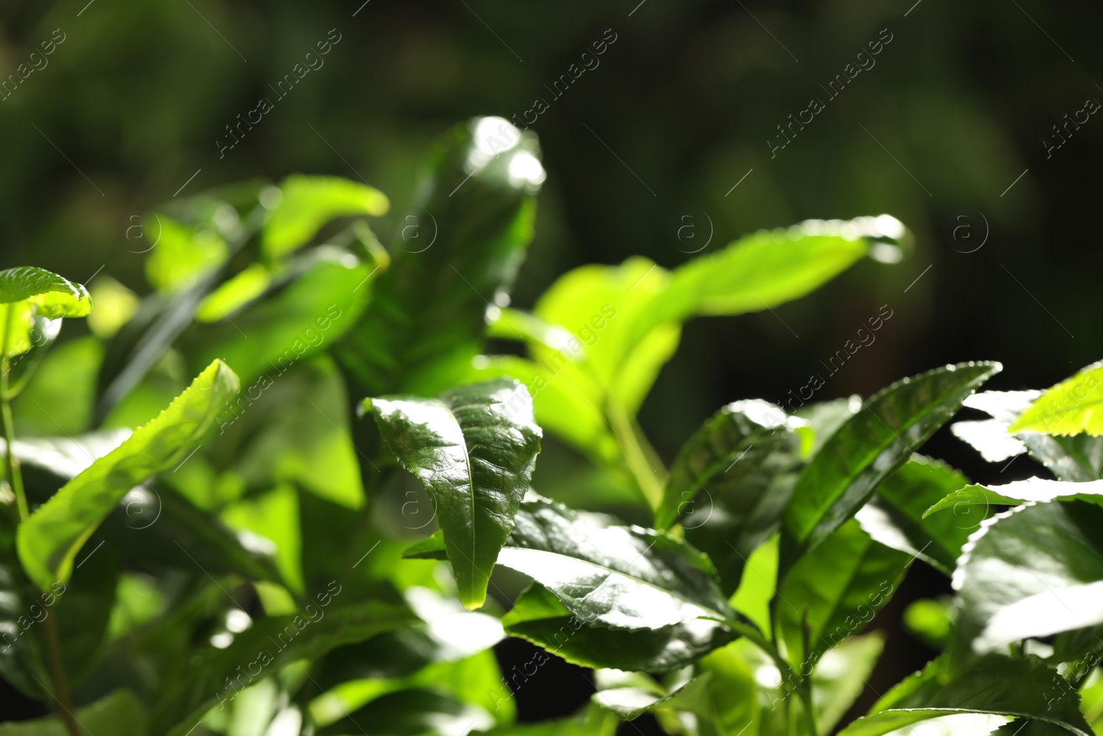 Photo of Closeup view of green tea plant against dark background. Space for text