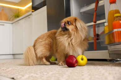 Photo of Cute Pekingese dog and scattered fruits near refrigerator in kitchen