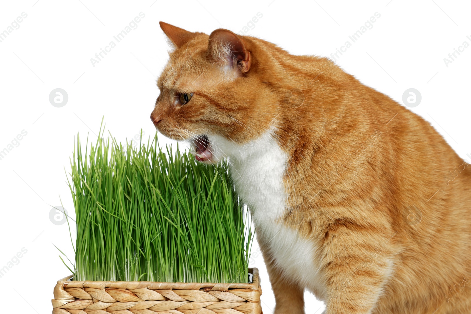 Photo of Cute ginger cat and potted green grass on white background