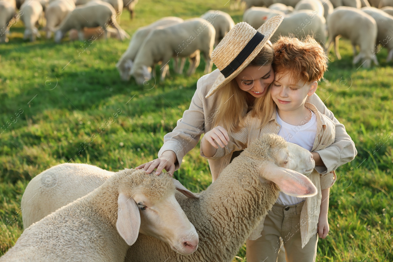 Photo of Mother and son stroking sheep on pasture. Farm animals