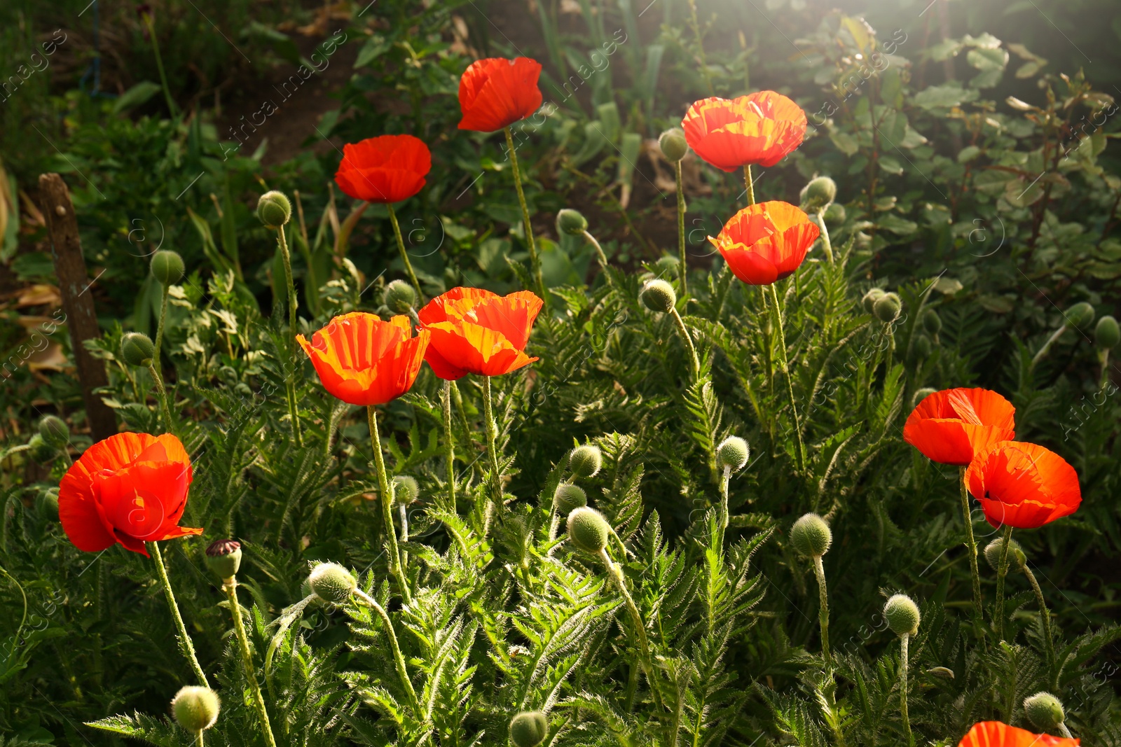 Photo of Beautiful red poppy flowers outdoors on sunny day