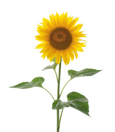 Beautiful bright blooming sunflower isolated on white