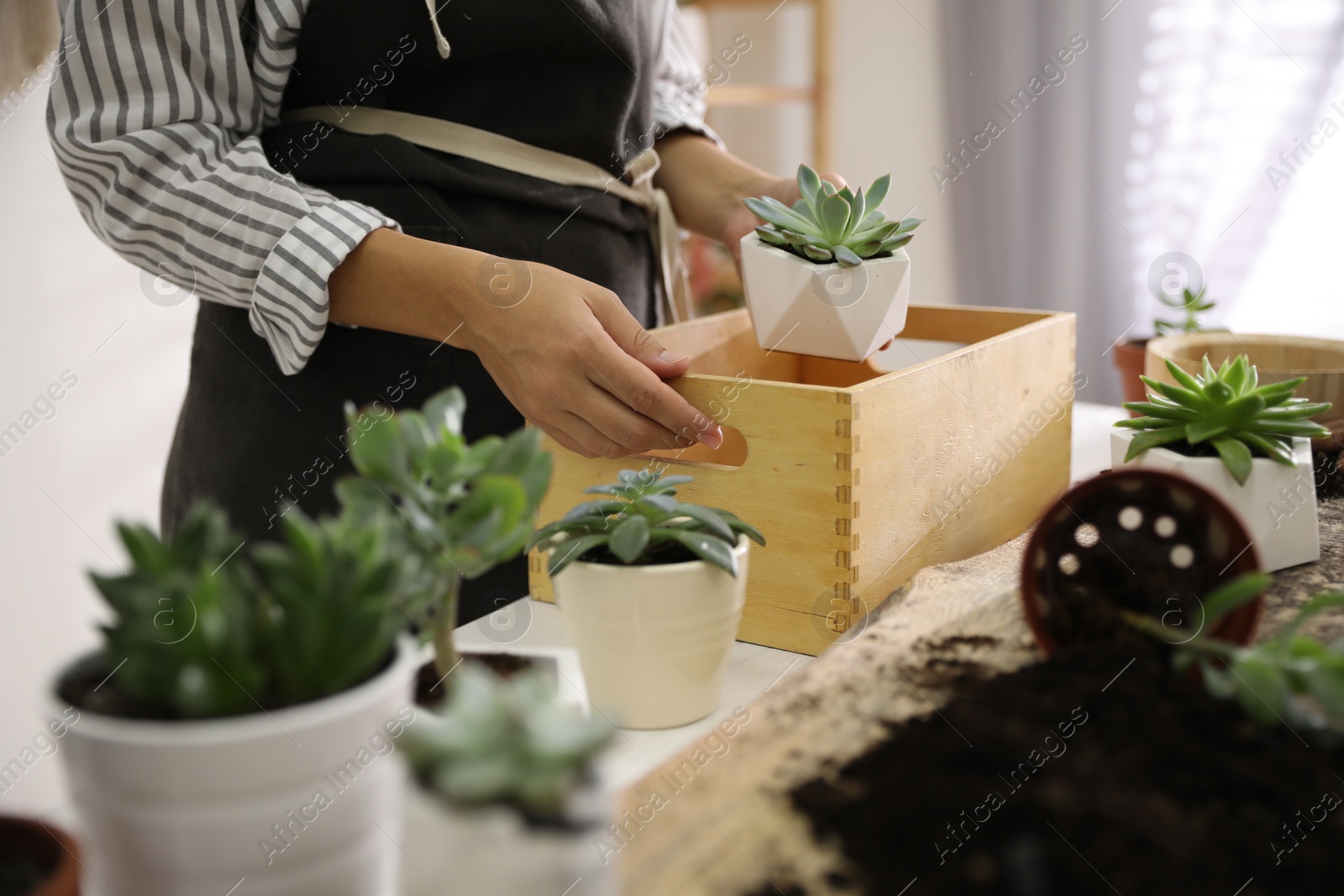 Photo of Woman with different beautiful succulents at wooden table indoors, closeup