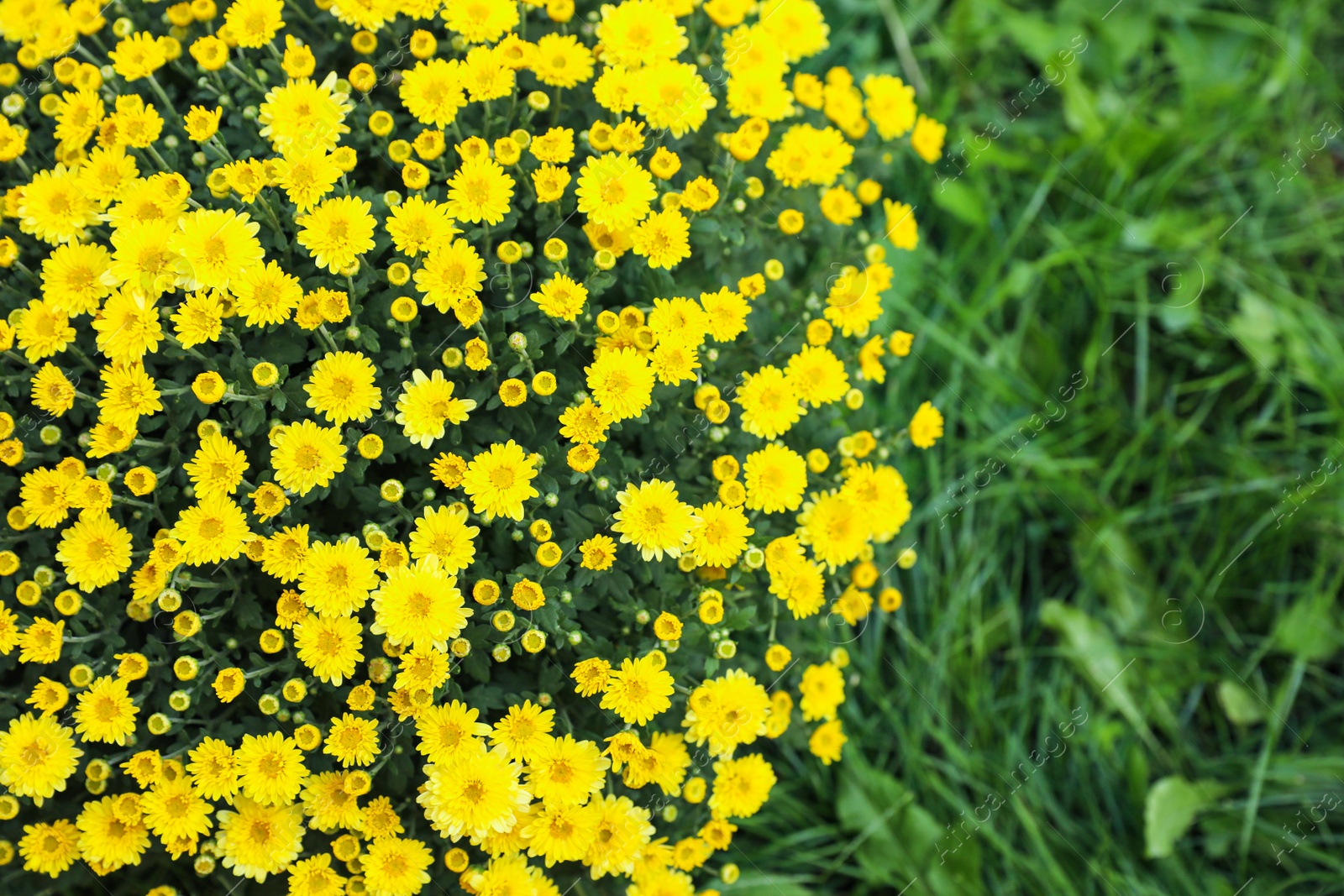 Photo of Beautiful blooming Chrysanthemum bush outdoors. Autumn flowers