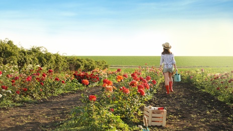 Photo of Woman with watering can walking near rose bushes outdoors. Gardening tool