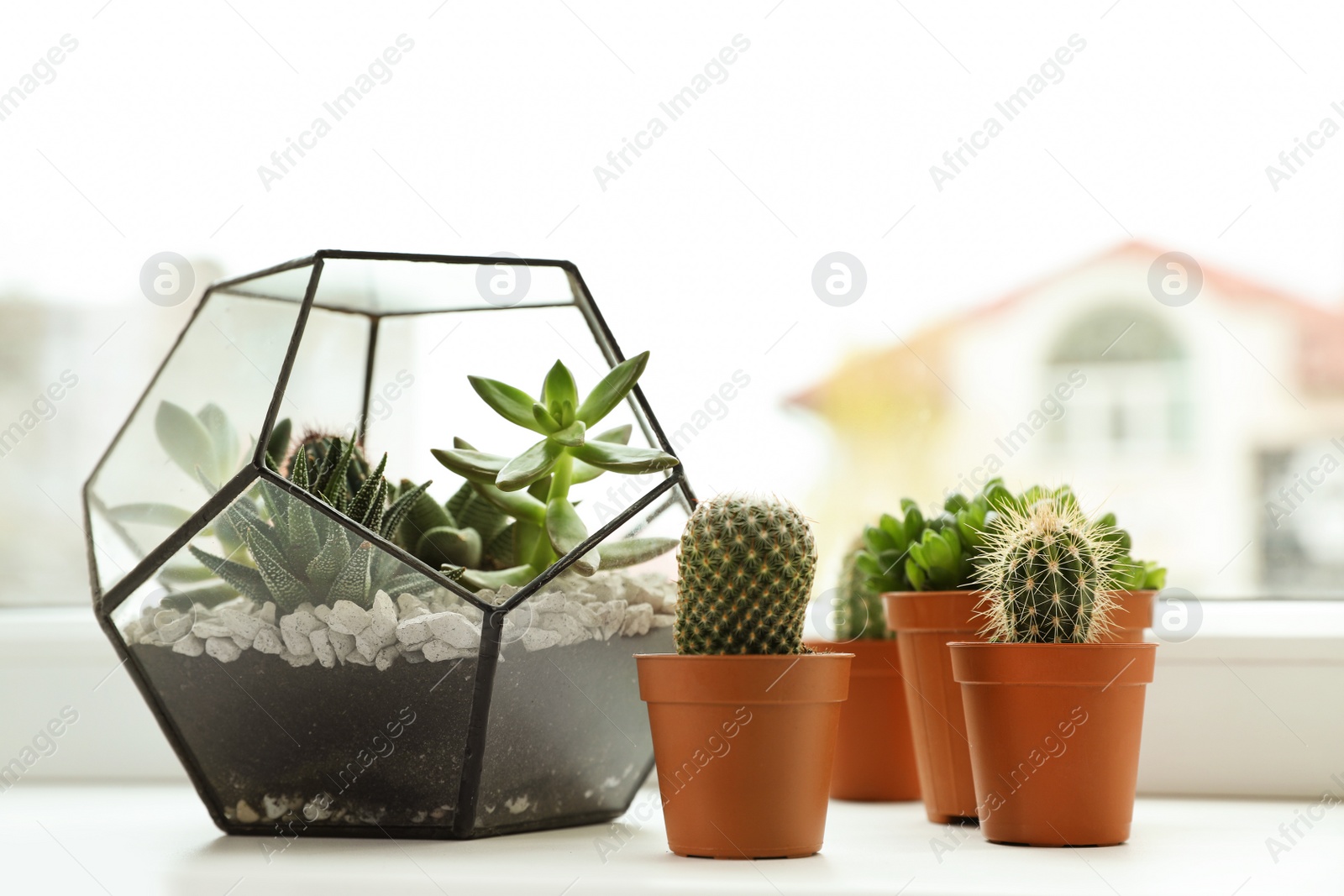 Photo of Different indoor plants on window sill at home