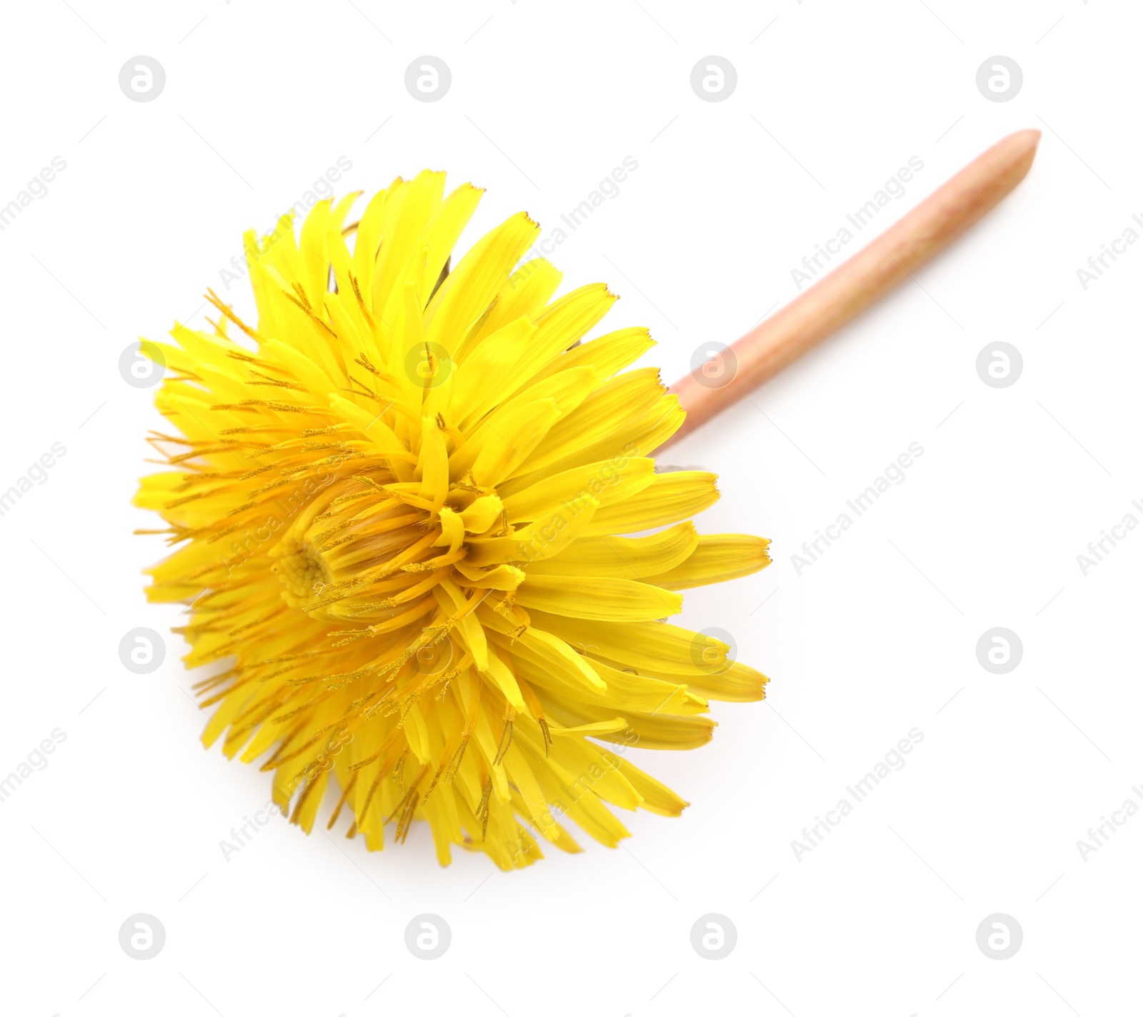 Photo of Beautiful blooming yellow dandelion isolated on white