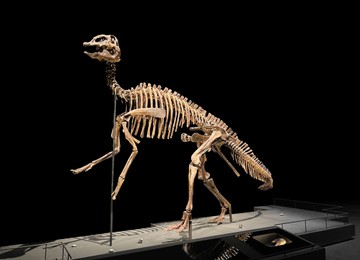 Life size skeleton of Edmontosaurus in museum