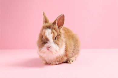Photo of Cute little rabbit on pink background. Adorable pet