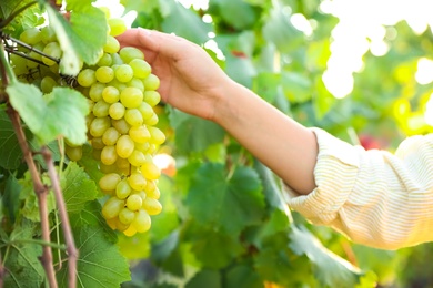 Woman picking ripe grapes in vineyard, closeup