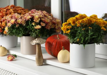 Photo of Beautiful potted chrysanthemum flowers and pumpkins on windowsill indoors