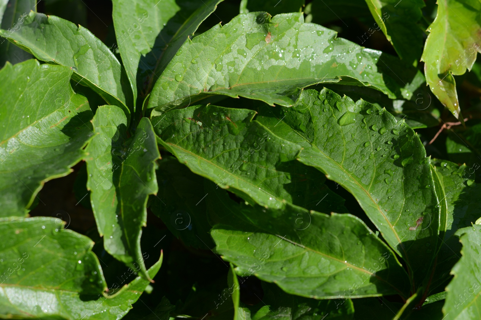 Photo of Closeup view of green leaves with water drops