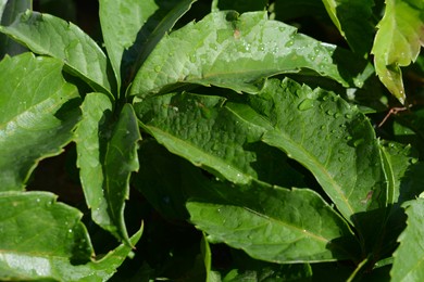 Closeup view of green leaves with water drops