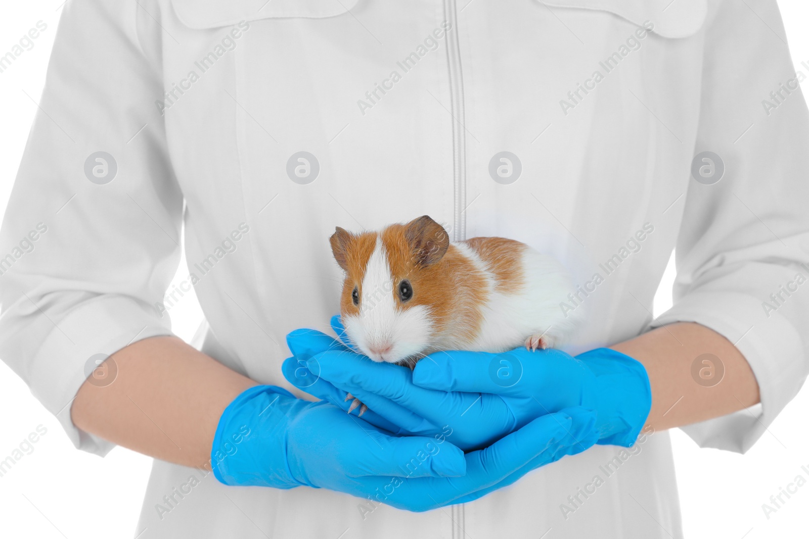 Photo of Scientist holding guinea pig on white background, closeup. Animal testing concept