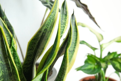 Closeup view of sansevieria plant on blurred background. Home decor