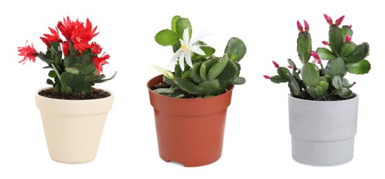 Image of Set with different beautiful cactuses on white background. Banner design
