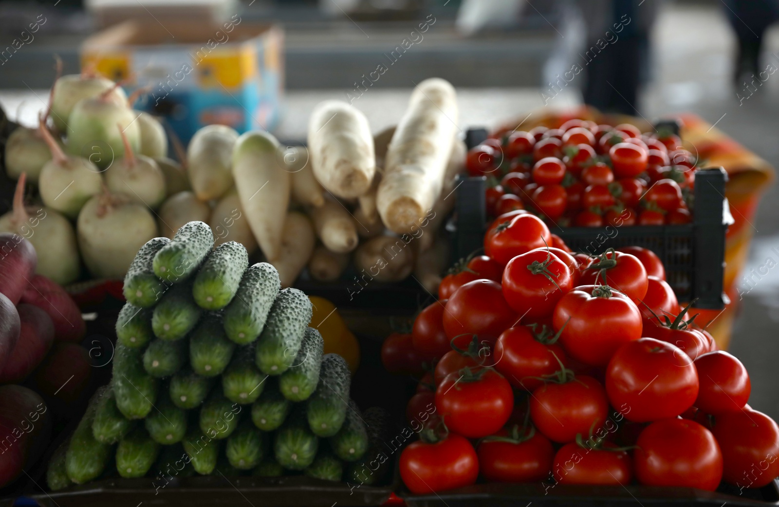 Photo of Fresh ripe vegetables on counter at wholesale market