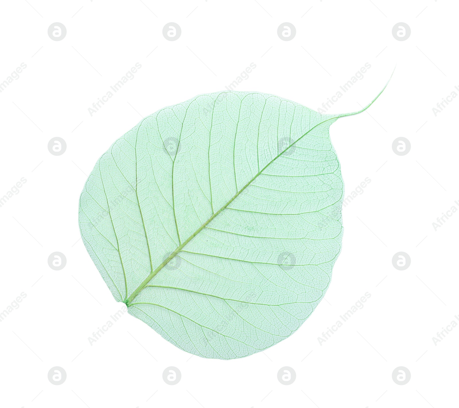 Photo of Beautiful decorative skeleton leaf on white background