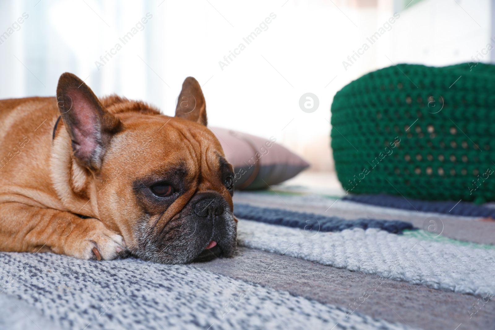 Photo of Funny French bulldog lying on floor indoors