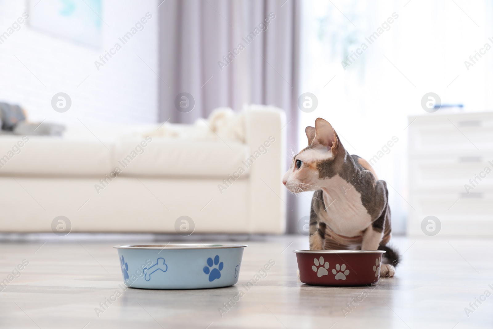 Photo of Adorable Sphynx cat eating pet food at home, space for text