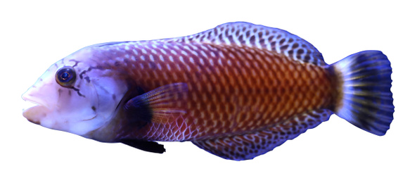 Beautiful bright tropical fish on white background