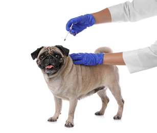 Photo of Professional veterinarian vaccinating cute pug dog on white background, closeup