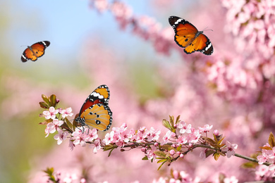 Image of Beautiful plain tiger butterflies in garden with blossoming trees