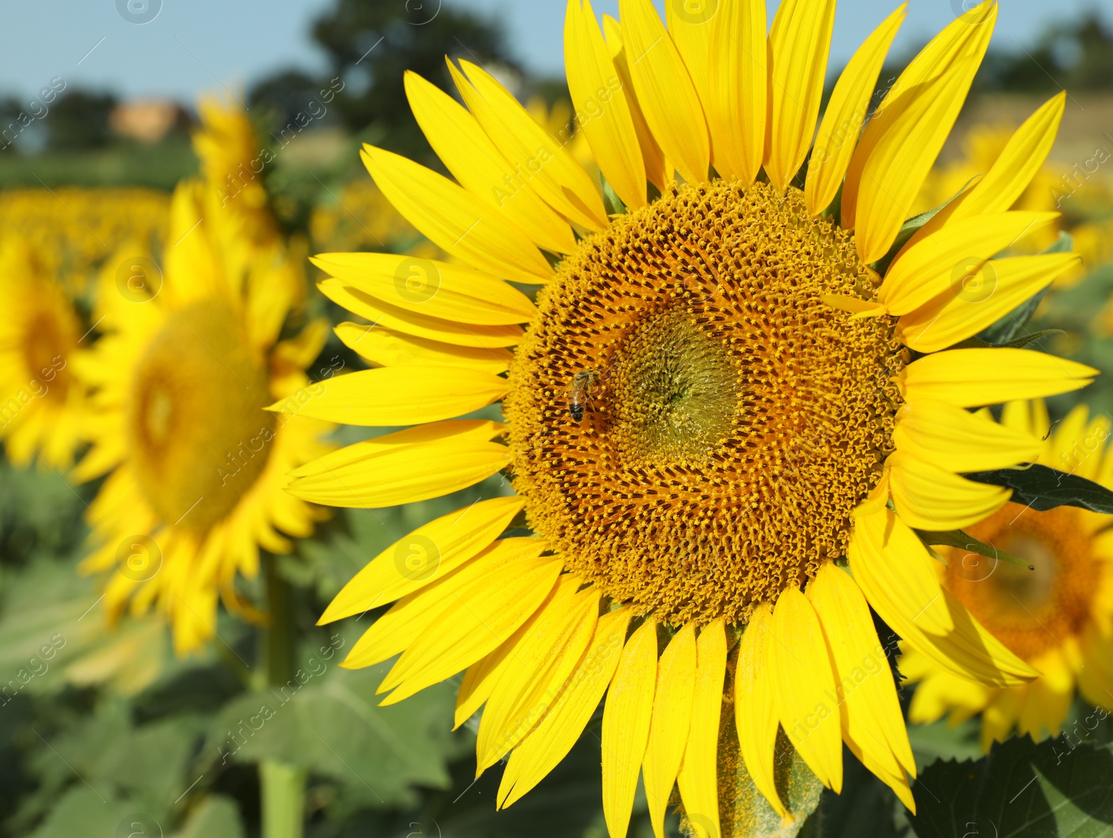 Photo of Beautiful sunflower growing in field on sunny day, closeup