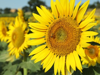 Beautiful sunflower growing in field on sunny day, closeup